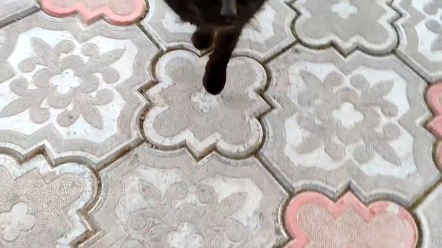 Кот Черныш прогуливается до беседки и обратно! Питомец Черныш, обычный кот. смотреть онлайн