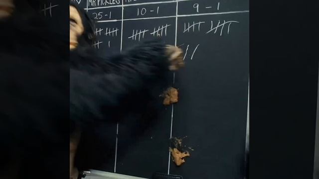 Пытаются превратить обезьян в людей 💩 смотреть онлайн