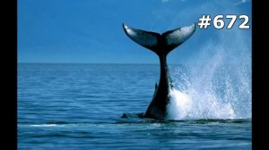 #672. Животные (В мире животных)