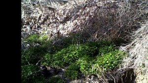 Барсук-чистюля