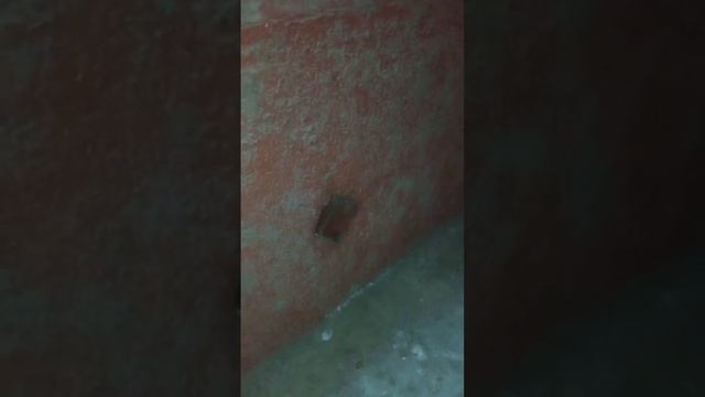 Уличная кошка в подвале. смотреть онлайн