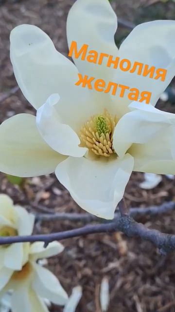 Магнолия желтая сорт Yellow bird #весна #garden #магнолия смотреть онлайн