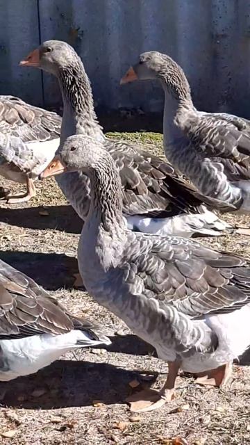 #shorts_video_youtube готовы к отлету на юг смотреть онлайн