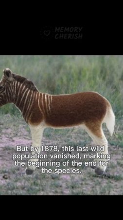 What Happened to the Quagga?! 🦓 #shorts #quagga #historicalphotos