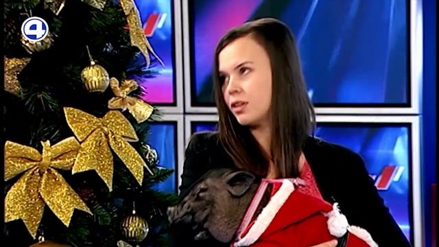 Гость  проводы собаки и встреча свиньи