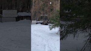 Работа русско-европейских лаек по медведю и кабану