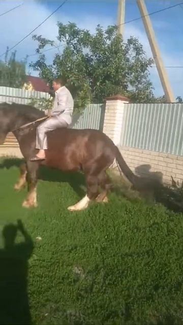 Цыганские лошади🐴🐴🐴 смотреть онлайн
