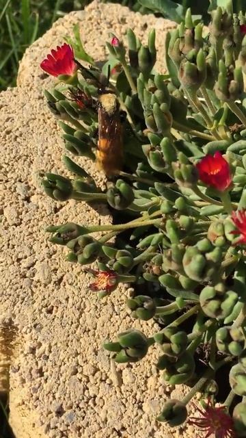 Óriás tőrösdarázs sziklakert смотреть онлайн