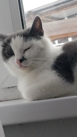 обзор маих кошек часть 2