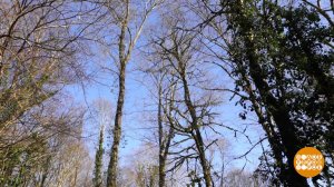 Здесь будет лес! Самшитовый... Доброе утро. Фрагмент выпуска от 06.02.2025