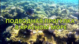 КРАСНОЕ МОРЕ. ЧТО СКРЫТО ПОД ВОЛНАМИ. ЗАВИДУЙ КАРАСЁК.