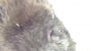 Кабан охотится на людей