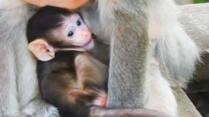 Очаровательный baby monkey: Первые шаги с поддержкой мамы