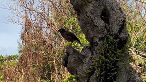 Обыкновенная майна. Аcridotheres tristis. Common Myna.