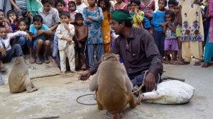 1-बंगाली जादूगर || बन्दर बंदरिया का जबरदस्त खेल || एक बार देखते ही झूम उठेंगे || रोशन ओडियो विडियो