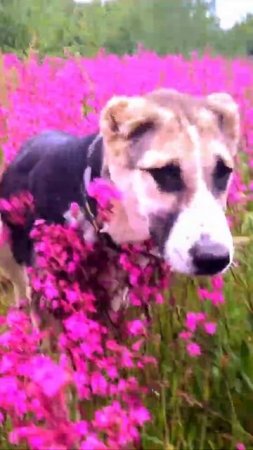 #Beautiful #nature & #puppy of #wolfhound #shorts💖#Природа и #щенок #овчарка