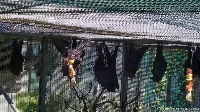 What do bats eat for lunch? Fruit-kebabs, of course!  (Malayan Flying Fox) 16 9 19