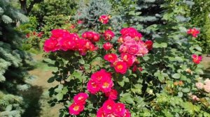 Роза Декор Арлекин ( Rose Decor Arlequin) июнь 2024