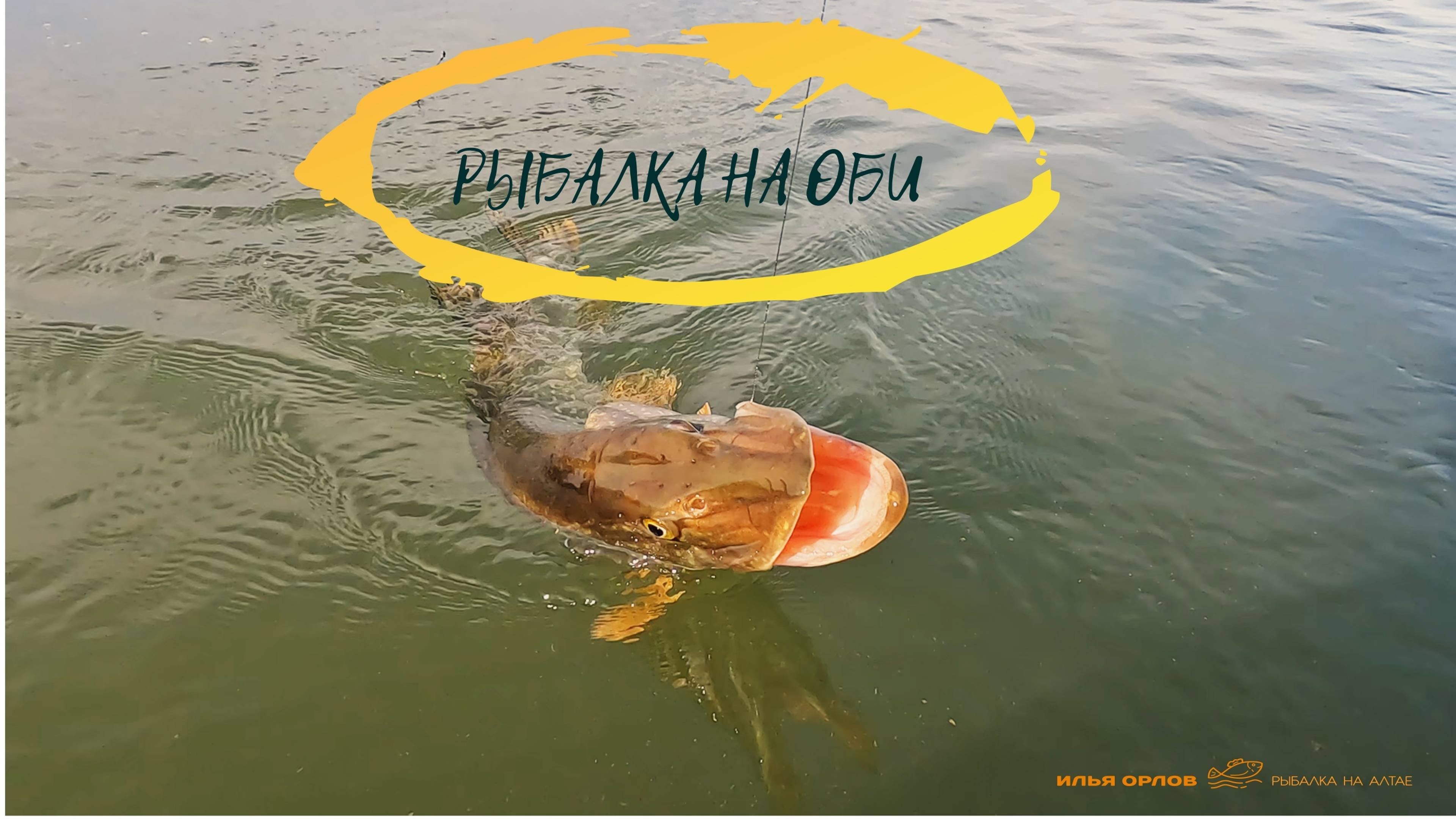 СУДАКИ и ЩУКИ НА КАЖДОЙ ПРОВОДКЕ. ОТЛИЧНАЯ РЫБАЛКА НА ОБИ !!! 

 #щука #судак #рыбалканаоби