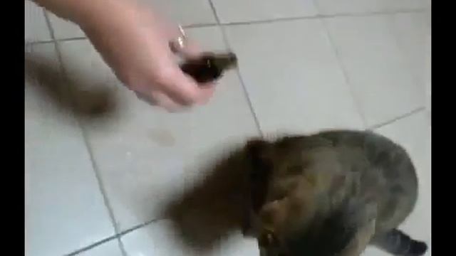 Кот бухает валерьянку смотреть онлайн