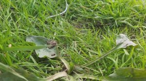 сом на квок.река ока