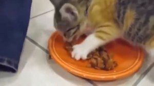Cute kitten protects his food   Котенок защищает свою еду
