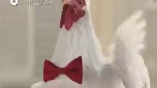 Курица поёт