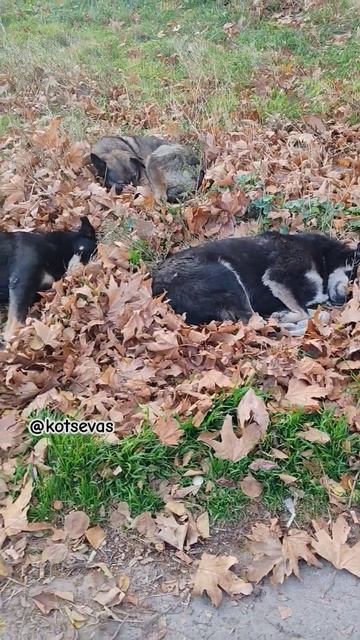 Собакен в листьях) отдыхают=) #собакиСевастополя