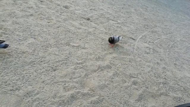 Голубиные бои за семечки смотреть онлайн