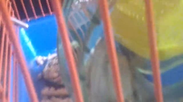 Обзор на хомяка малышп смотреть онлайн