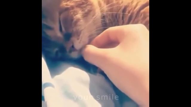 КОТЫ ПРИКОЛЫ СОБАКИ ПРИКОЛЫ ТОП САМЫХ СМЕШНЫХ ПРИКОЛОВ смотреть онлайн