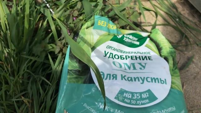 Уход за капустой   Что надо сделать Что бы расла здоровая и вкусная капуста