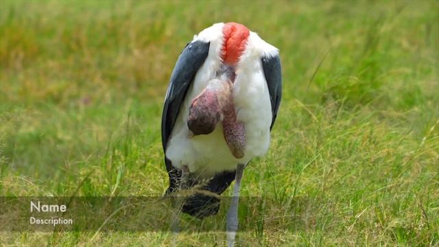 Tanzania - Rhino's in Ngorongoro Crater смотреть онлайн