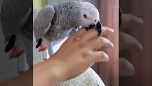 Игривый попугайчик Жако