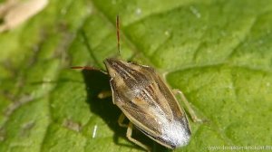 Wanze Spitzling (Aelia acuminata)
