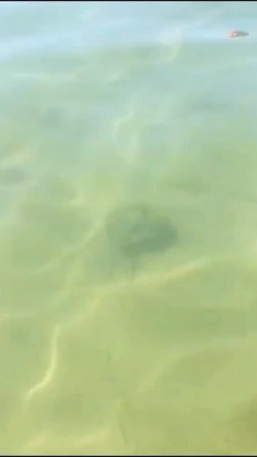 Ещё одна опасность в Чёрном море. Посёлок Волна.Нажмите два раза на экран #краснодарскийкрай