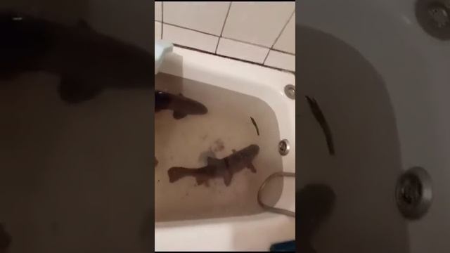 Щука на 3.5 кг в ванной ! Три линя по 1,5 кг ! смотреть онлайн