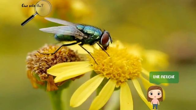 LES INSECTES 🦋🐛🐜🐝🐞🦗🦟 смотреть онлайн
