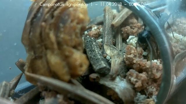 Camponotus ligniperdus, 08.04. - 11.03.2018