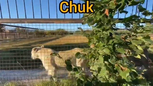 👑🐯 Tiger Hasan is longer than The Lion Chuk -- (Hasan in 2015 and Chuk in 2020) смотреть онлайн