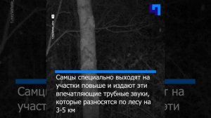 В Приморье запечатлели “романтичный” рев изюбря
