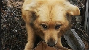 Кормлю Собачку - кличка МУ МУ 🐶