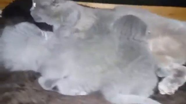 Котята кушают смотреть онлайн