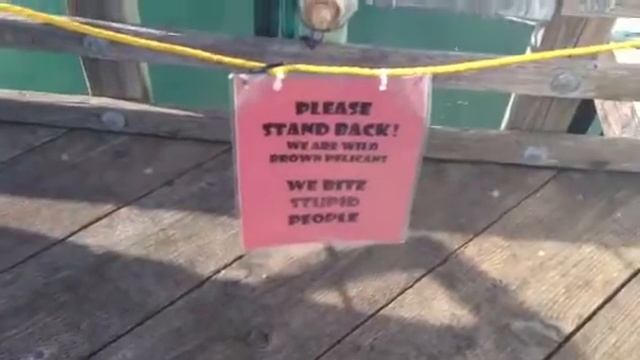 Pelican on Oceanside pier смотреть онлайн