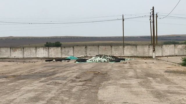 Подсолнечник