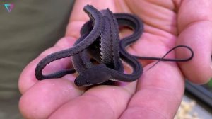 ▽ Самые удивительные змеи в мире