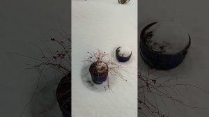 Достаю клематисы из под снега, черенки гортензий в январе.