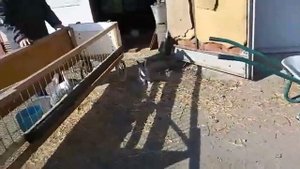 Бройлерные  кролики