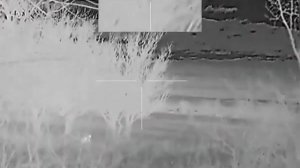 Как думаете волк или шакал?