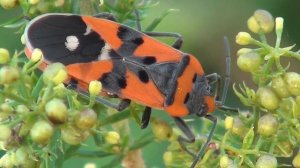 Križarska vitezovka - Lygaeus equestris (Linnaeus, 1758)